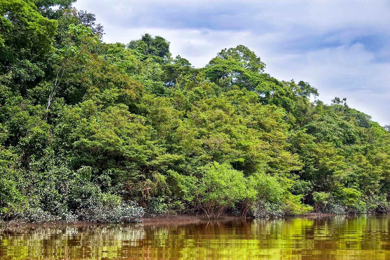 AMAZONAS 20 rio galeria_MG_2451_.jpg